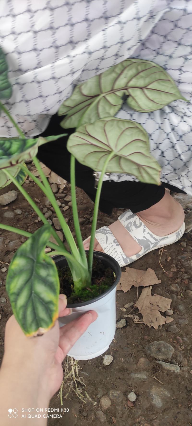 海芋龙鳞竹芋基地直发质量优质视频发货