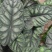 海芋龙鳞竹芋基地直发质量优质视频发货