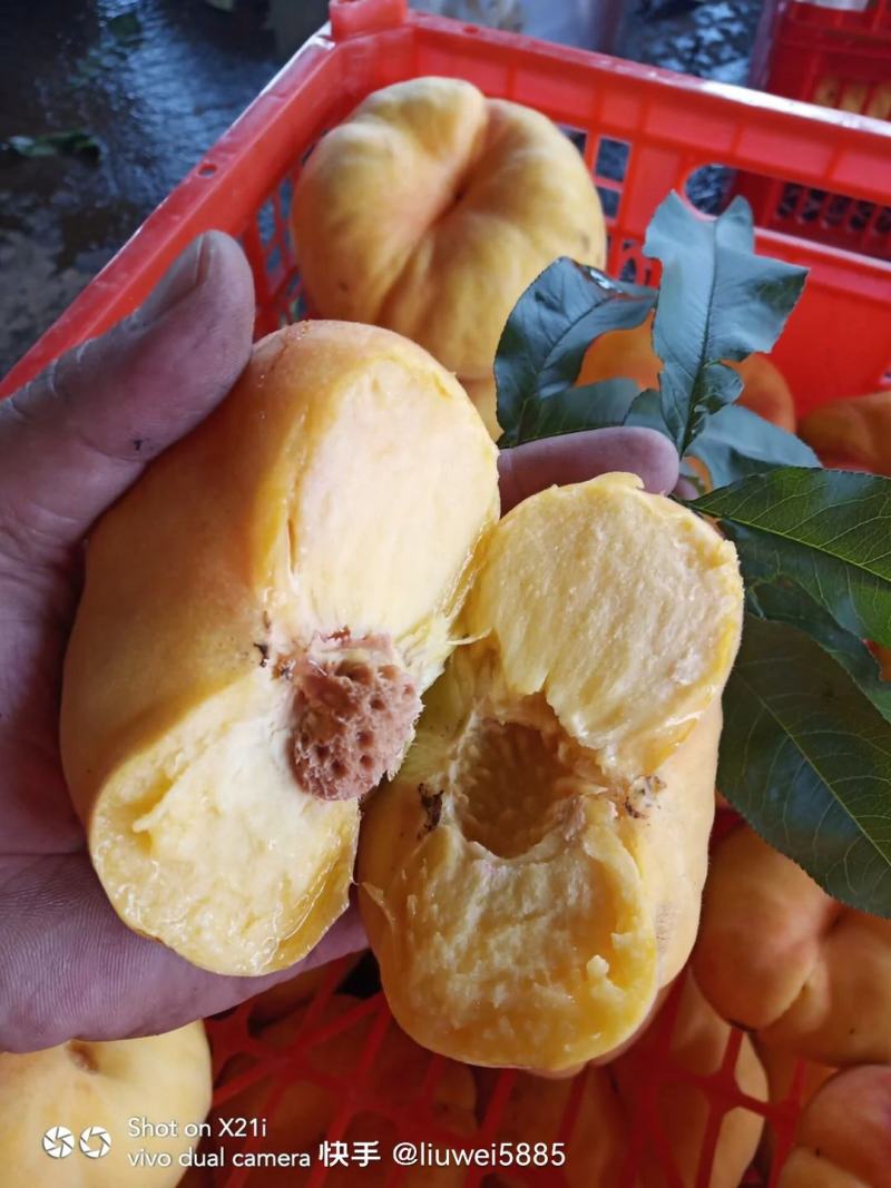 中蟠19口感超甜