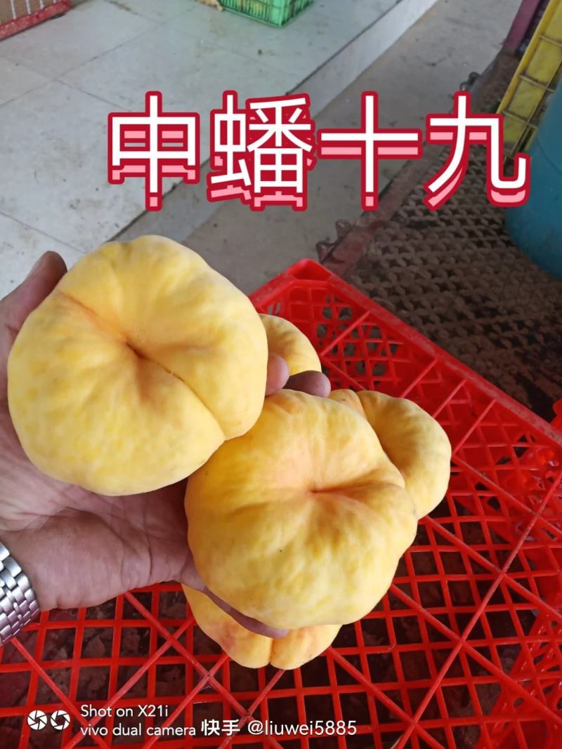 中蟠19口感超甜