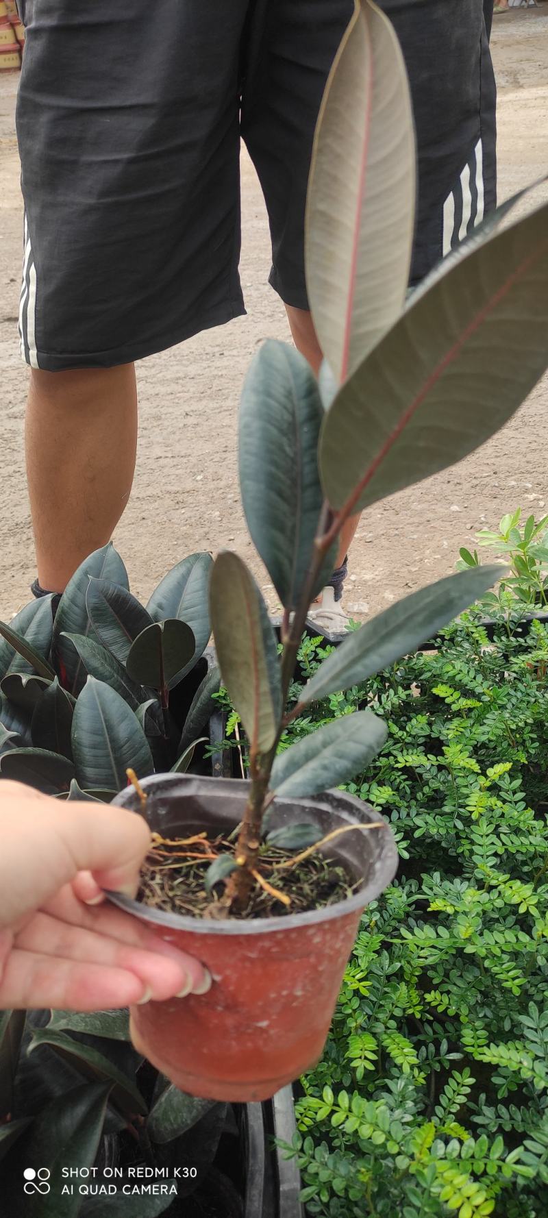 橡皮树净化空气基地直发质量保证