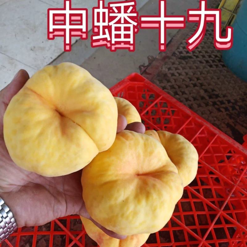 中蟠19口感超甜