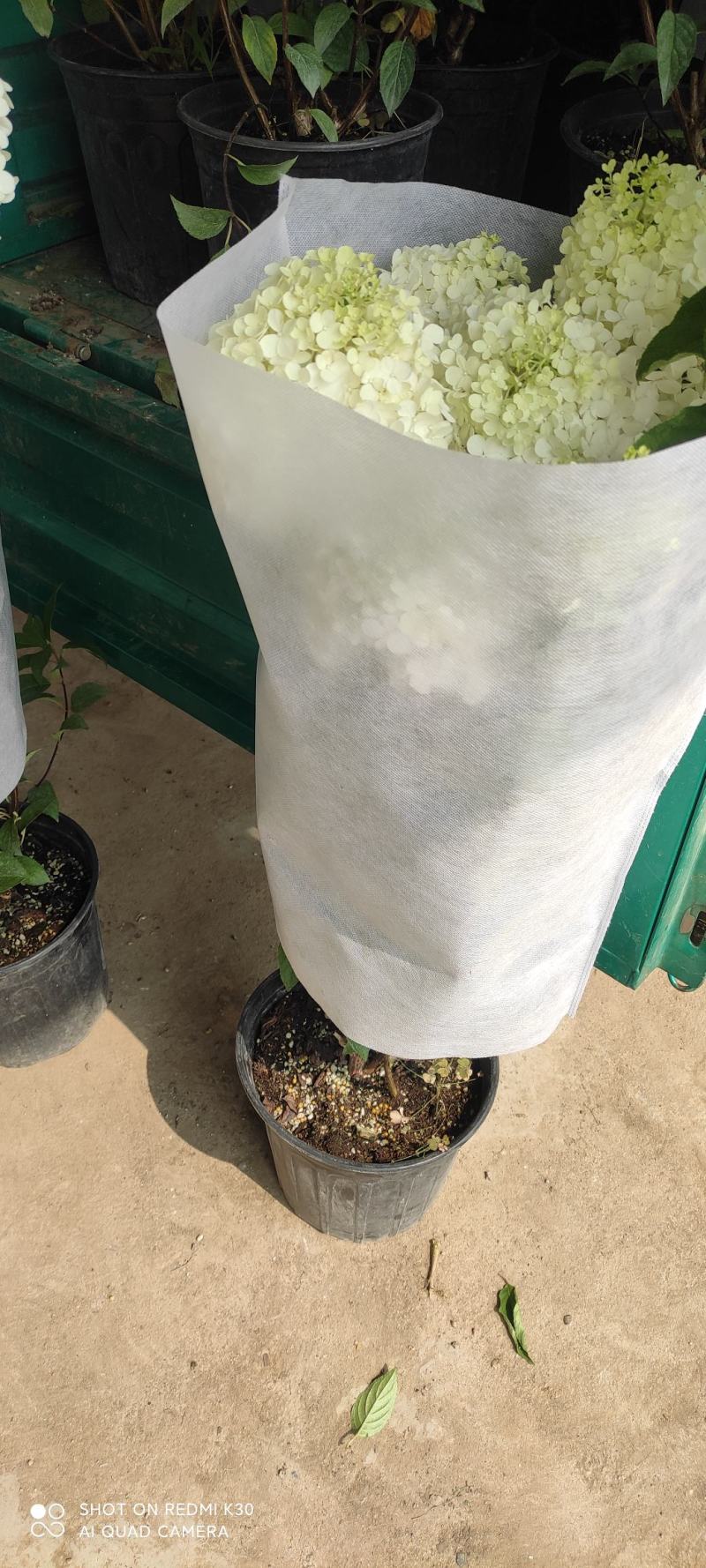 木绣球基地直发质量保证视频发货