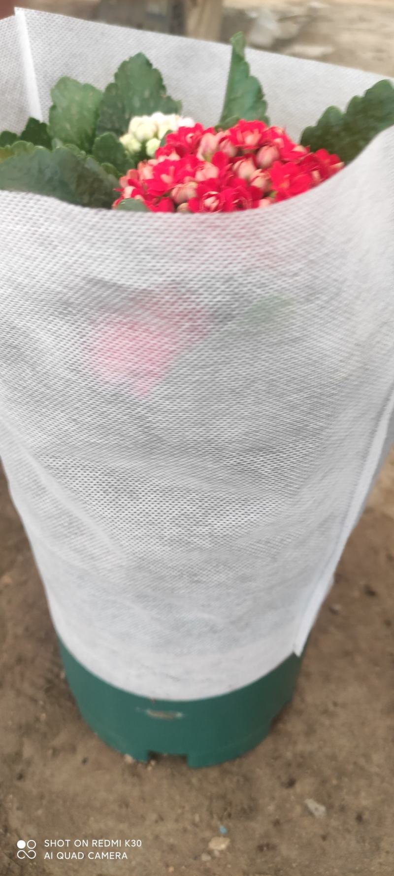 三色长寿长寿基地直发质量保证种类颜色齐全视频发货