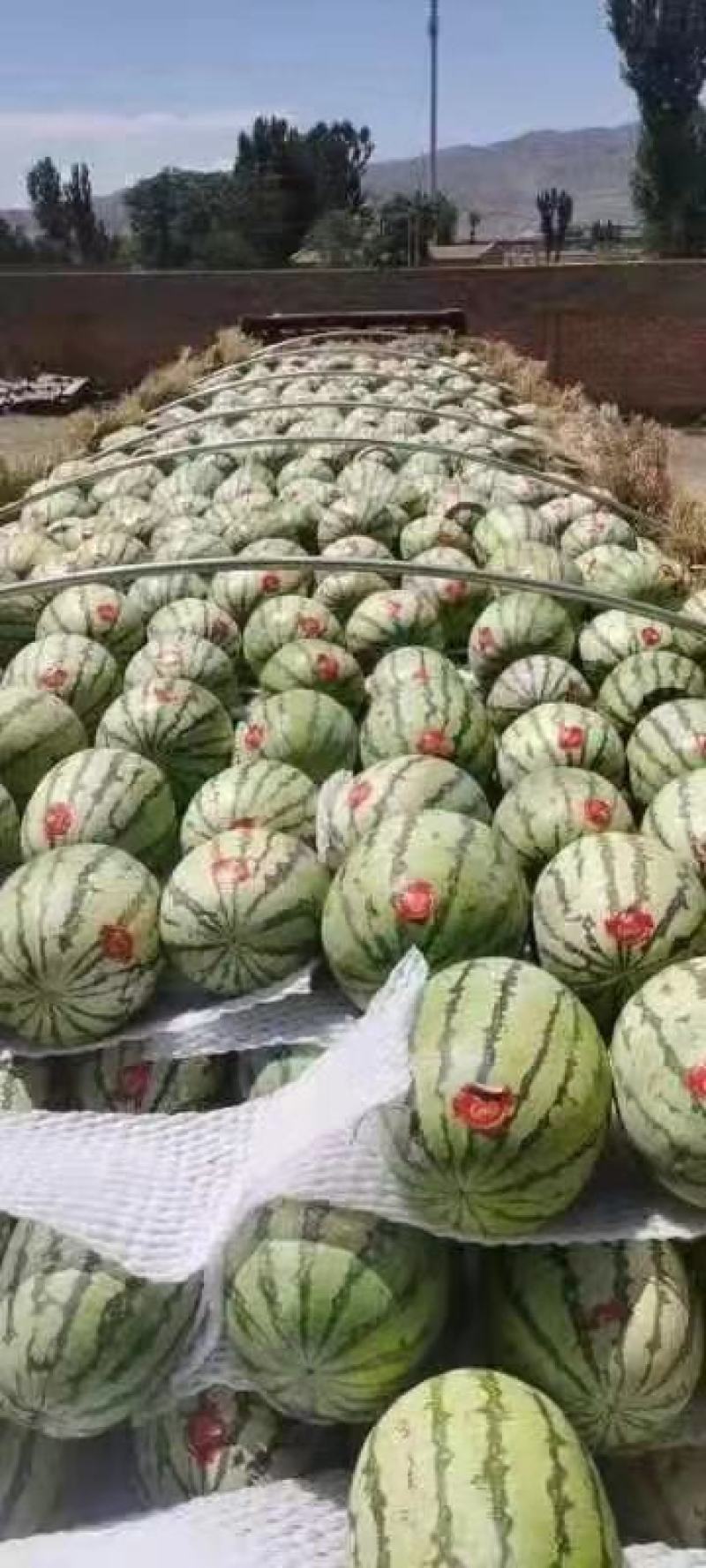 宁夏万亩精品硒砂瓜大量供应，产地直发，代发全国