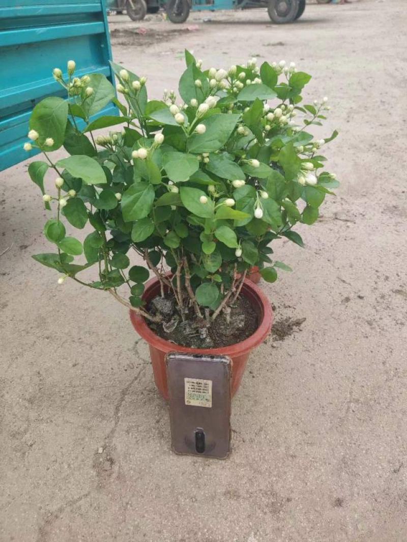 茉莉基地直发质量保证视频发货欢迎实地考察