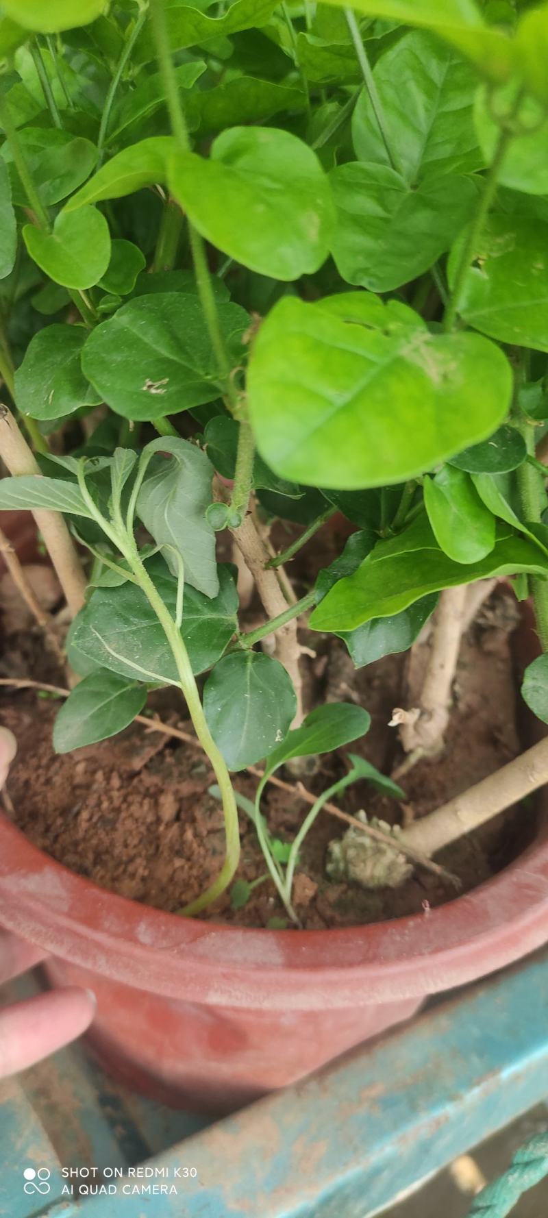 茉莉基地直发质量保证视频发货欢迎实地考察