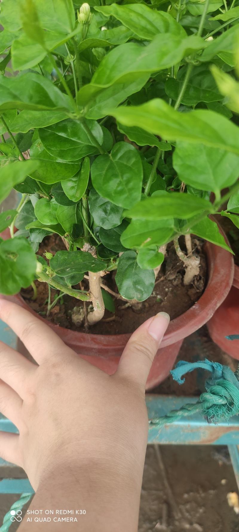 茉莉基地直发质量保证视频发货欢迎实地考察