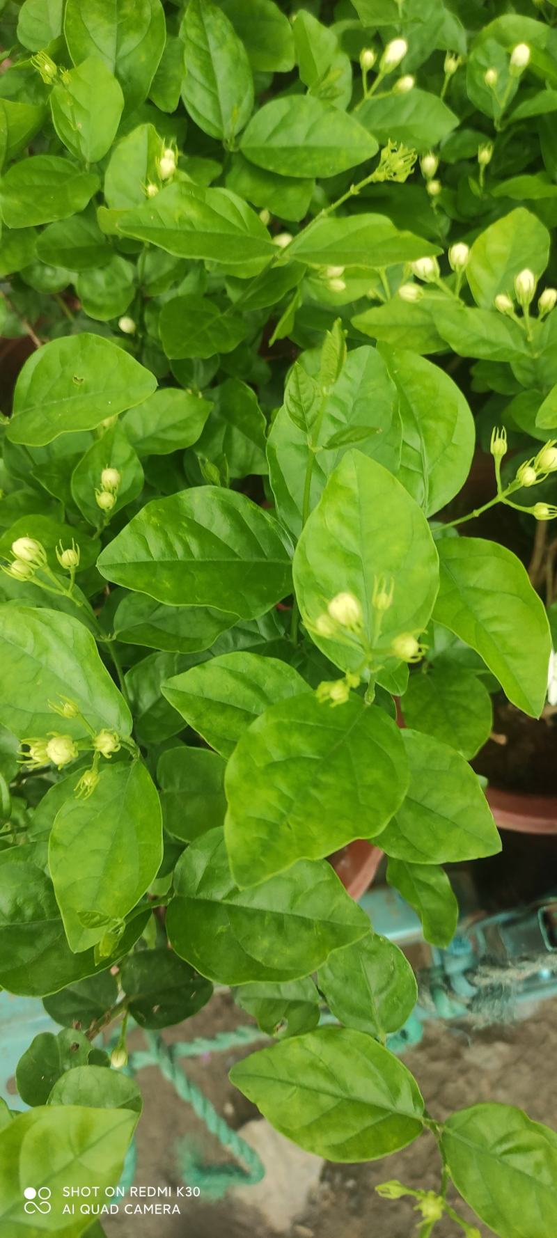 茉莉基地直发质量保证视频发货欢迎实地考察