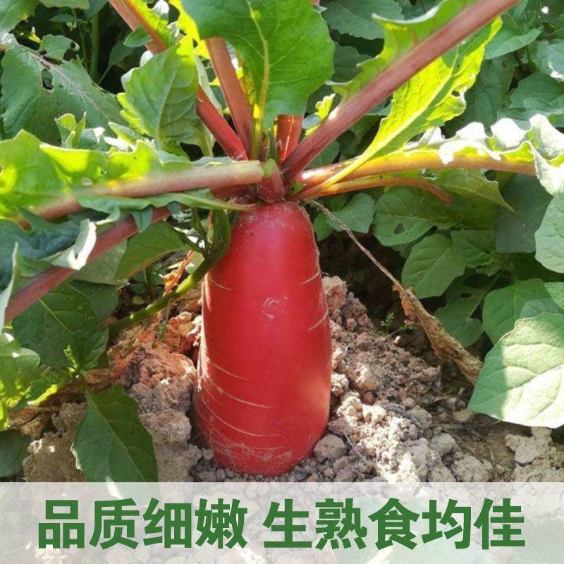 德高炎红萝卜种子早熟耐热夏秋季红皮白心萝卜种籽脆嫩水萝卜