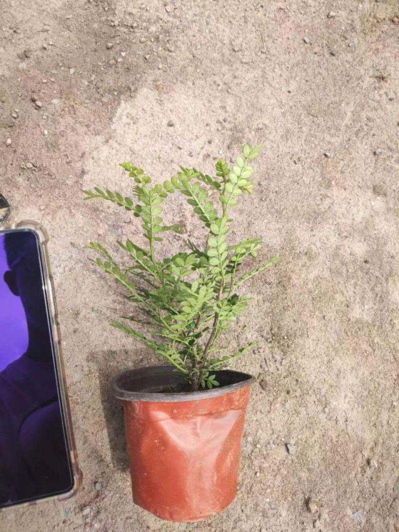 清香木基地直发质量保证绿化专供欢迎实地考察