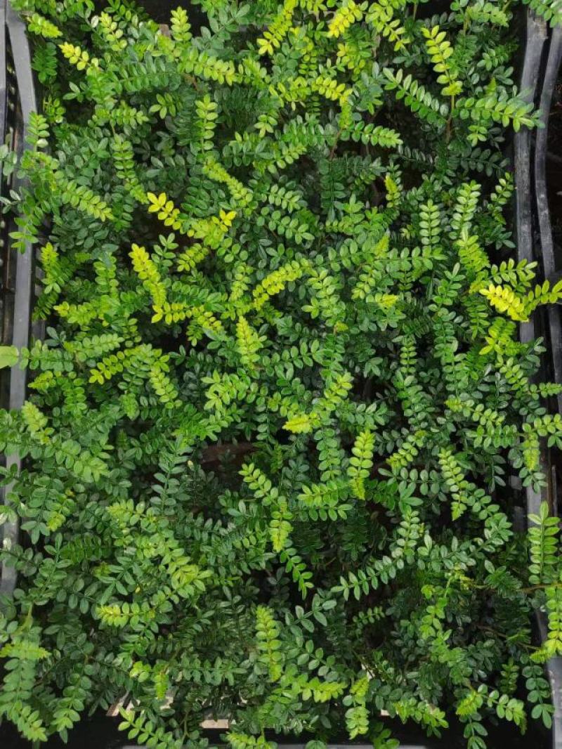 清香木基地直发质量保证绿化专供欢迎实地考察