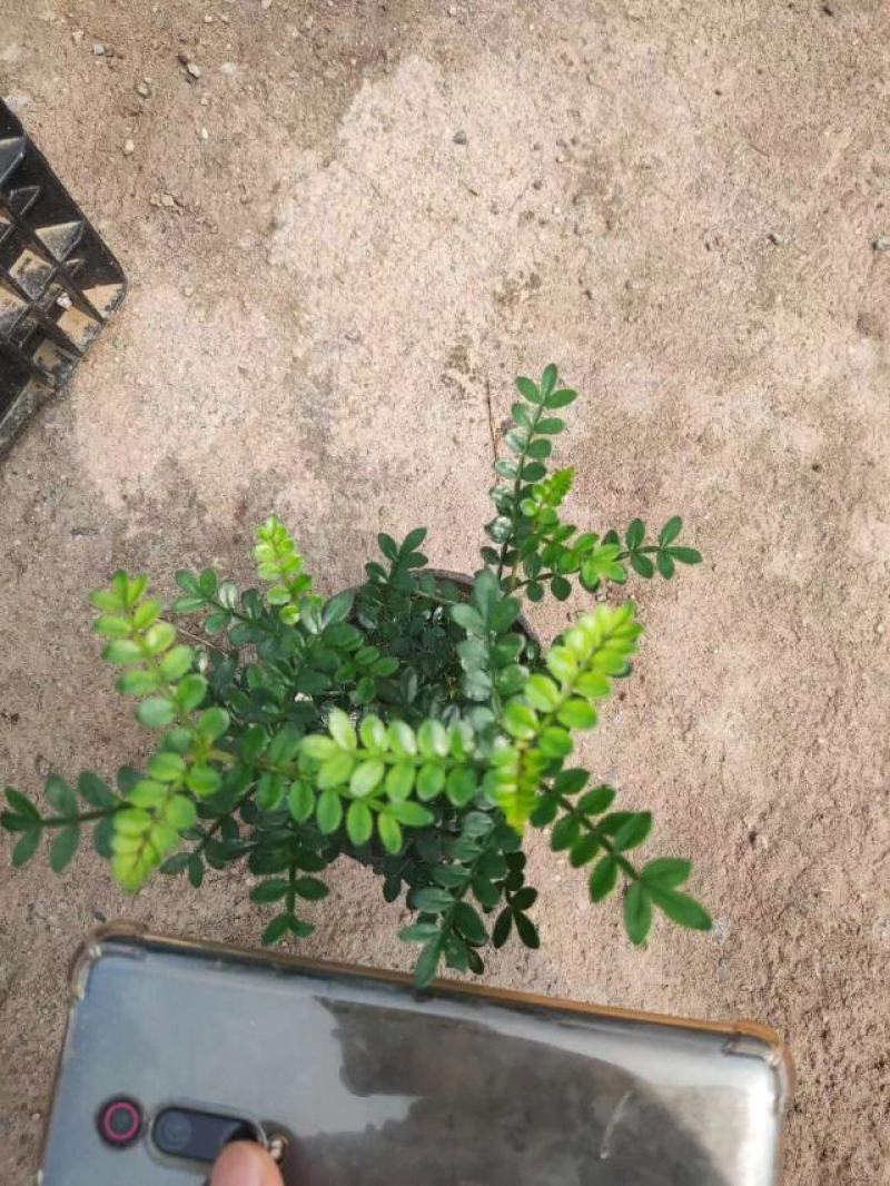 清香木基地直发质量保证绿化专供欢迎实地考察