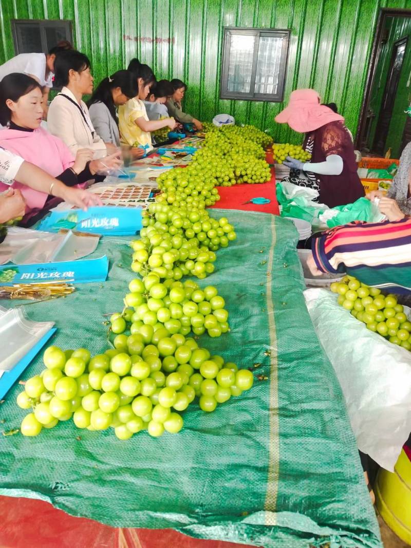 西昌葡萄、阳光玫瑰、香甜、一级、二级、三级，产地对接全国