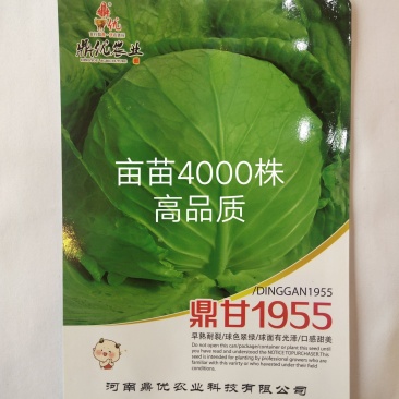 鼎甘1955甘蓝种子早熟耐裂囗感甜美单球1.6公斤深绿色