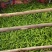 广西玉林博白精品青椒基地货，量大从优。各种线椒大量有，