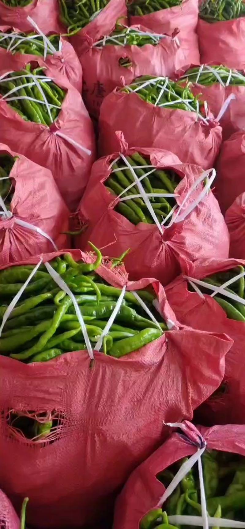 广西玉林博白精品青椒基地货，量大从优。各种线椒大量有，