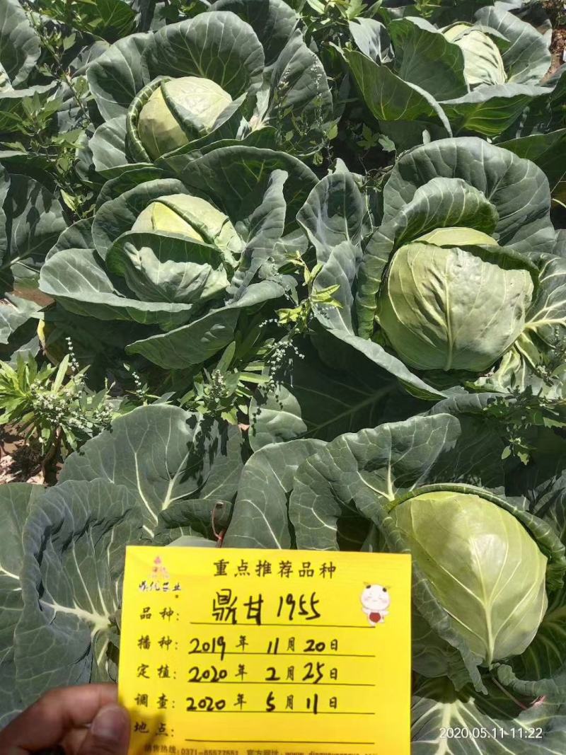 鼎甘1955甘蓝种子早熟耐裂囗感甜美单球1.6公斤深绿色