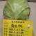 鼎甘1955甘蓝种子早熟耐裂囗感甜美单球1.6公斤深绿色
