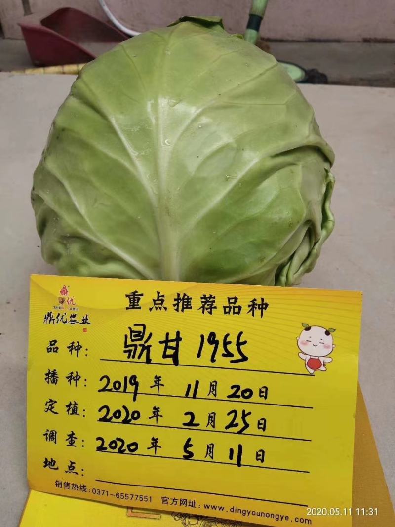 鼎甘1955甘蓝种子早熟耐裂囗感甜美单球1.6公斤深绿色