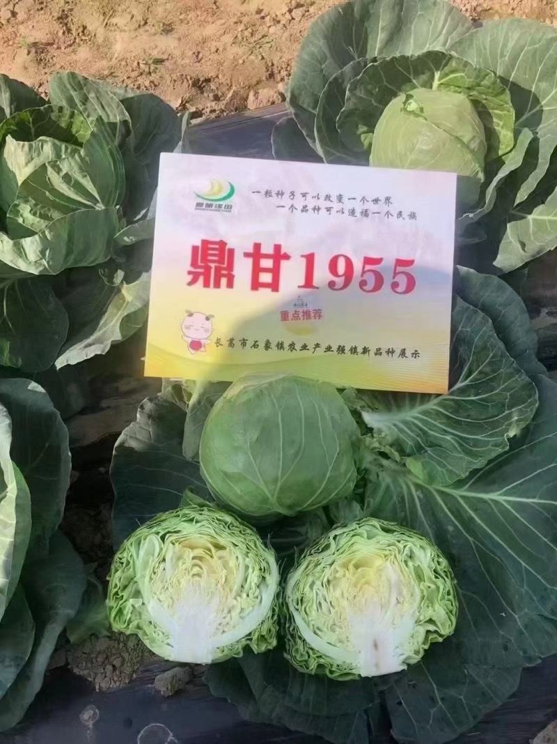 鼎甘1955甘蓝种子早熟耐裂囗感甜美单球1.6公斤深绿色