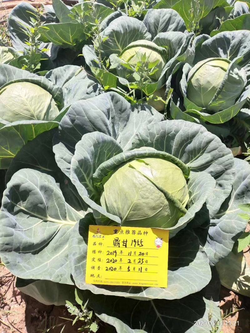 鼎甘1955甘蓝种子早熟耐裂囗感甜美单球1.6公斤深绿色