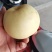 黄金梨原产地(诚信代办)
