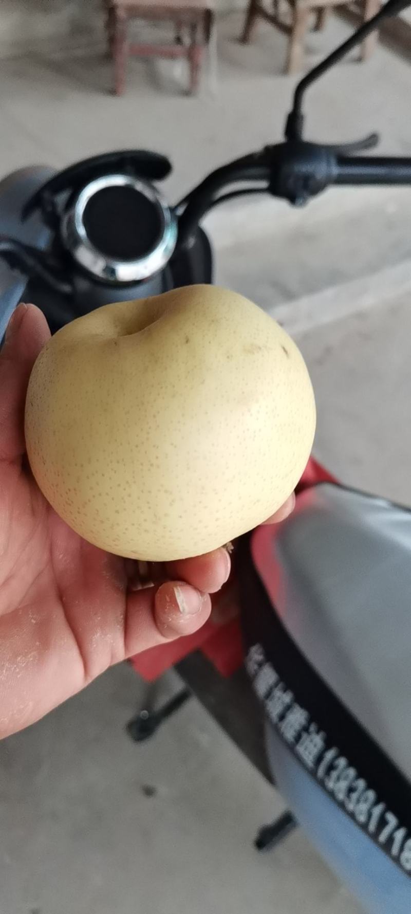 黄金梨原产地(诚信代办)