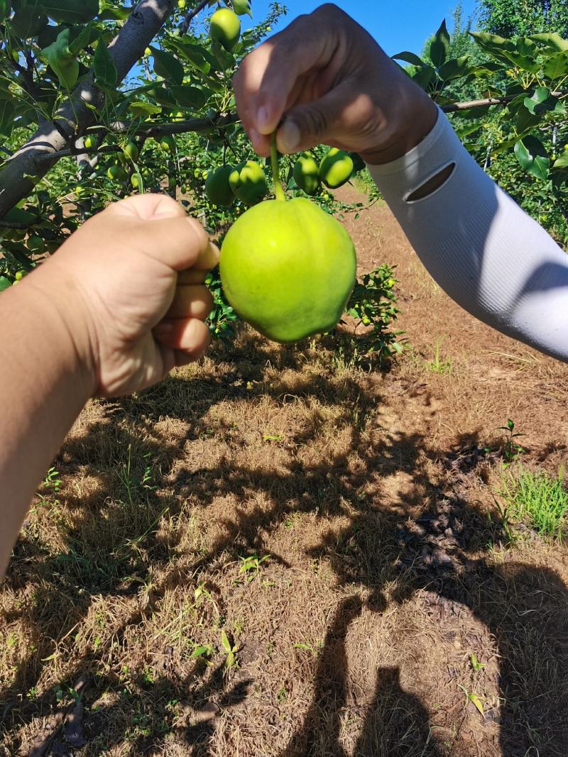 绥中早酥梨口感甜脆多汁大薄皮本产区大量上市欢迎联系