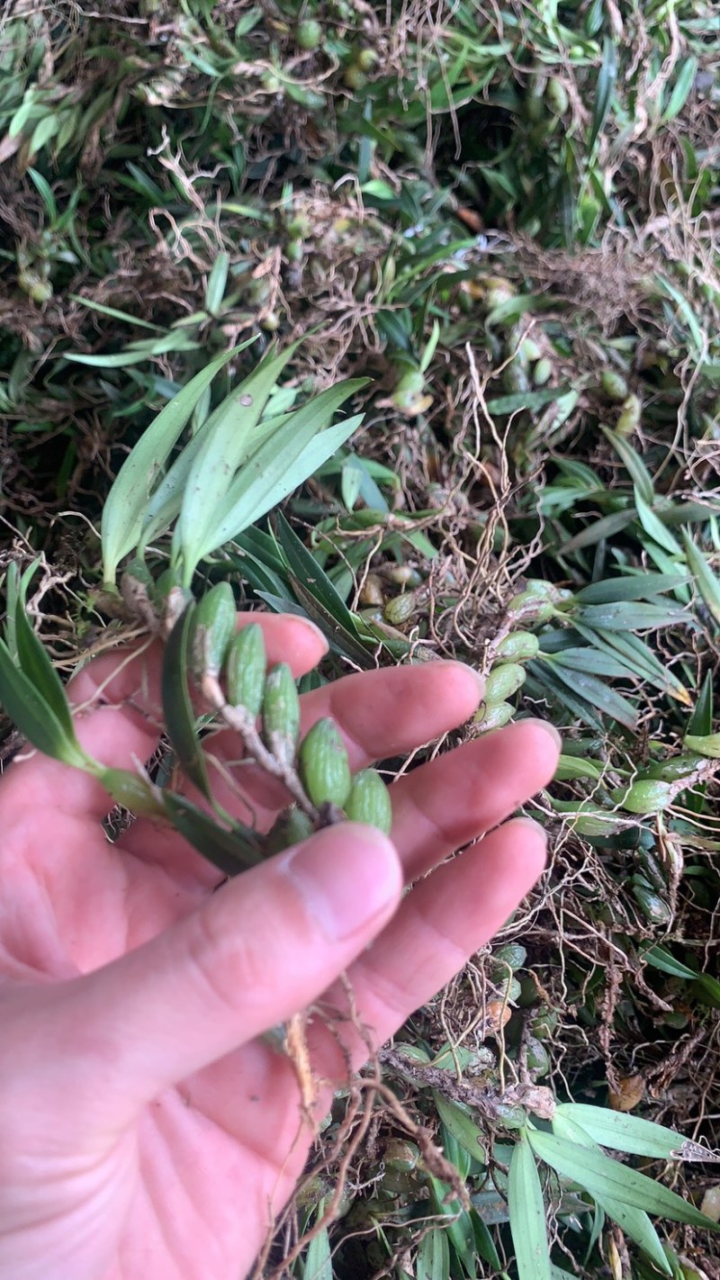 石橄榄双叶小果