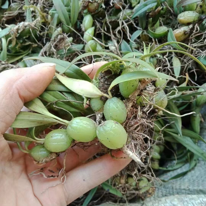 石橄榄双叶小果