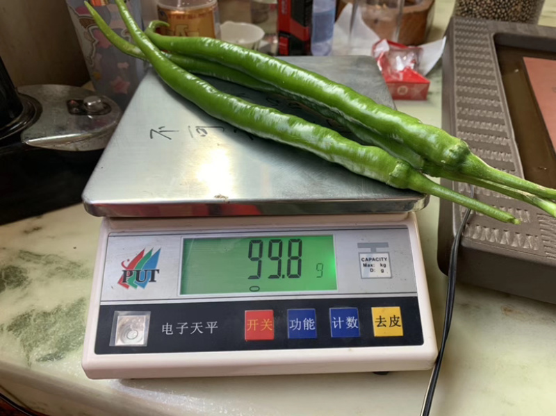 八号线椒苗（穴盘苗）