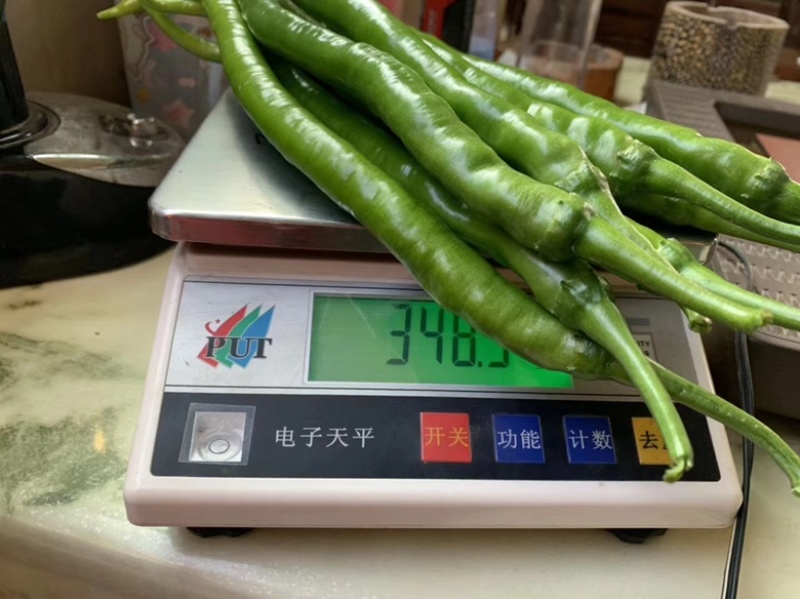 八号线椒苗（穴盘苗）