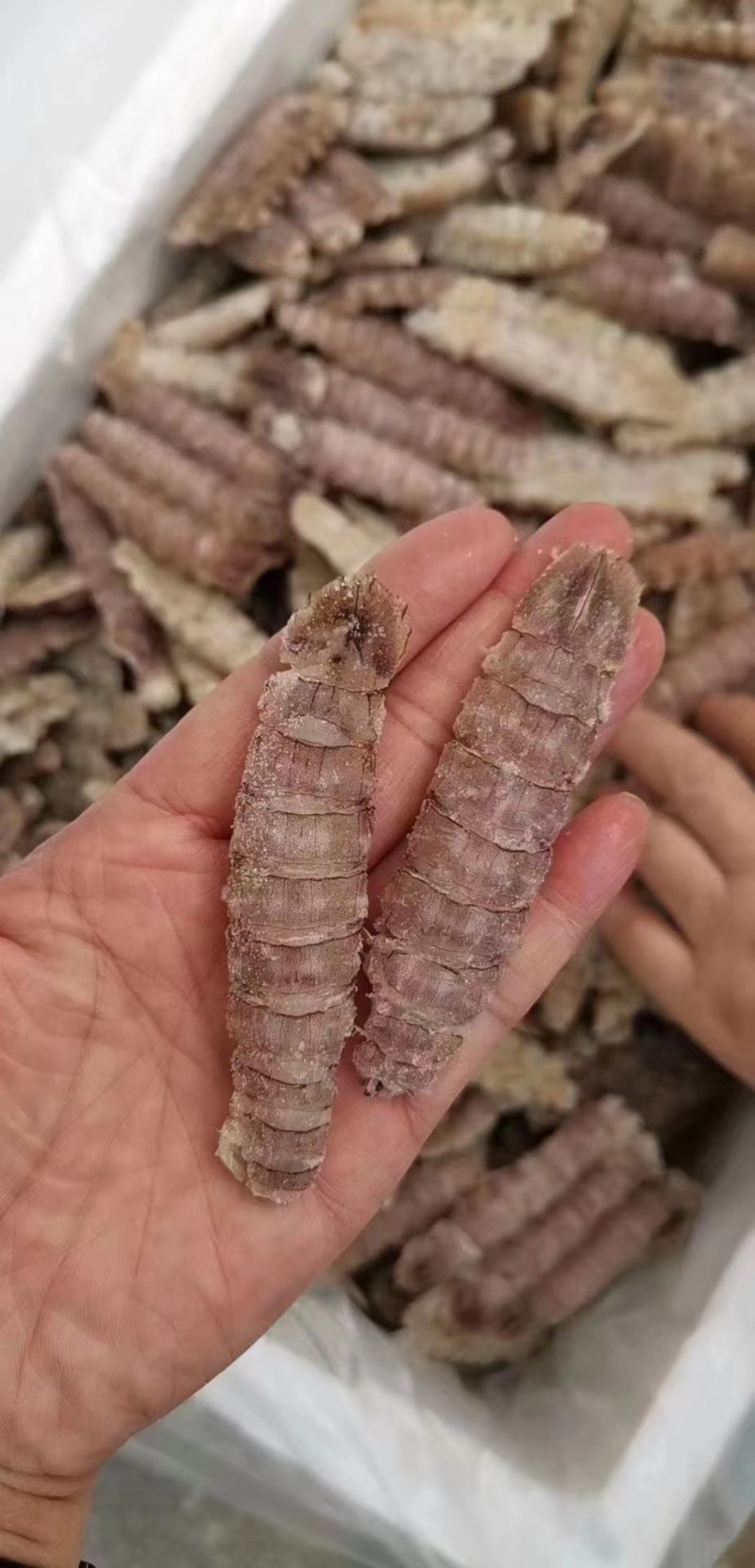 皮皮虾。虾爬子