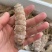 皮皮虾。虾爬子