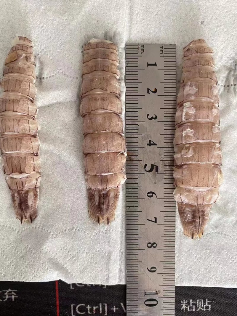 皮皮虾。虾爬子