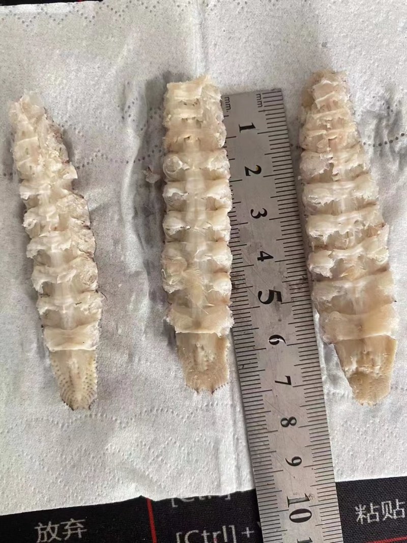 皮皮虾。虾爬子