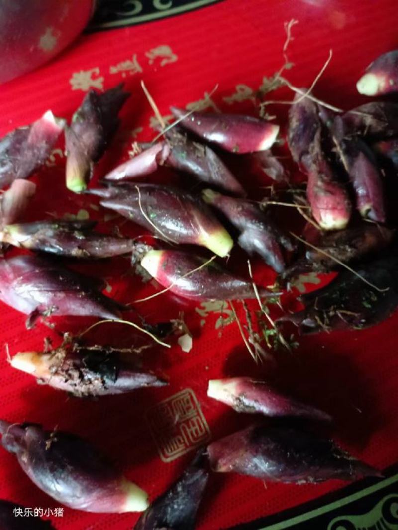 阳荷姜，别名野良姜，野姜，天然绿色无公害食品。