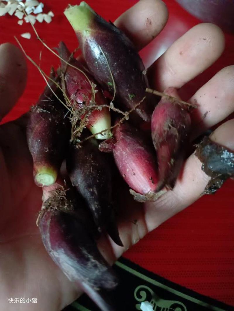 阳荷姜，别名野良姜，野姜，天然绿色无公害食品。