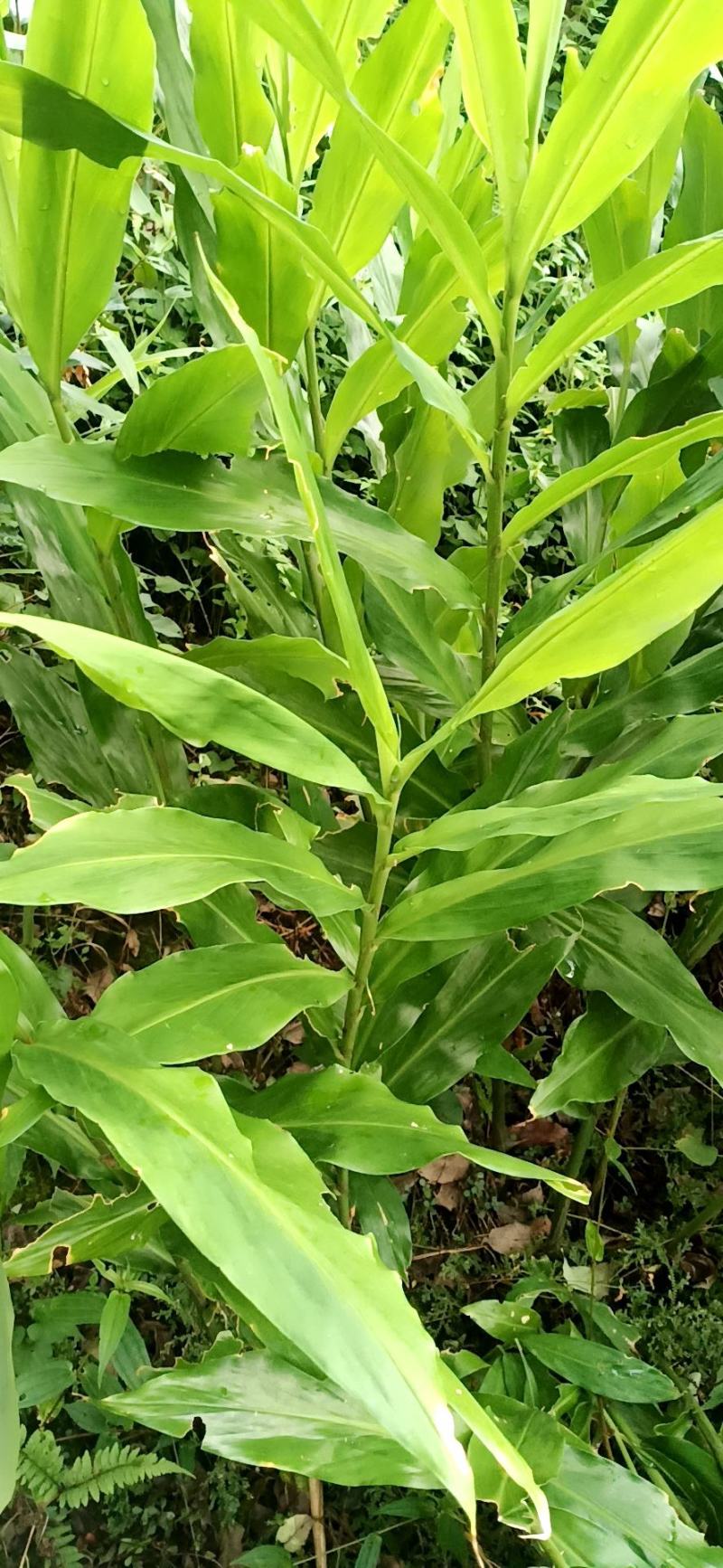 阳荷姜，别名野良姜，野姜，天然绿色无公害食品。