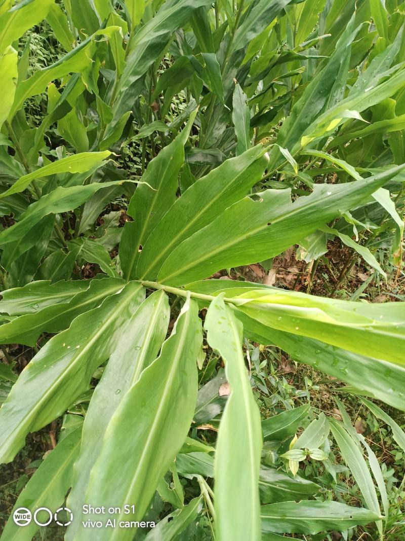 阳荷姜，别名野良姜，野姜，天然绿色无公害食品。