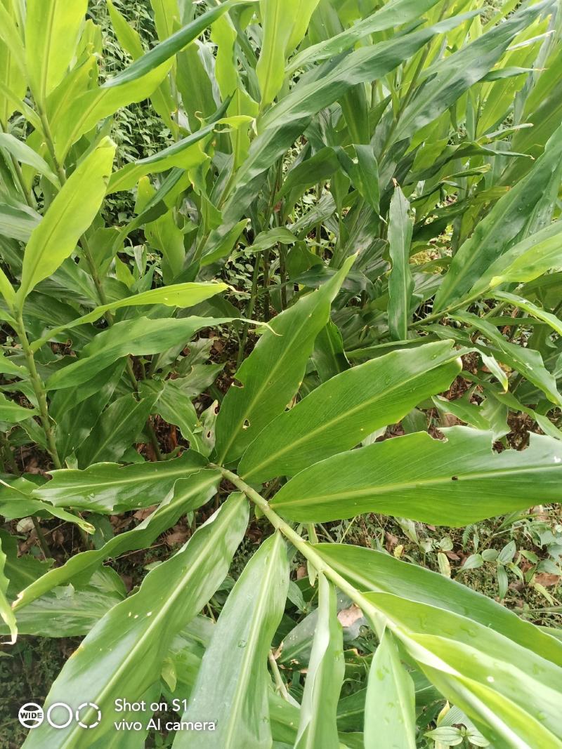 阳荷姜，别名野良姜，野姜，天然绿色无公害食品。