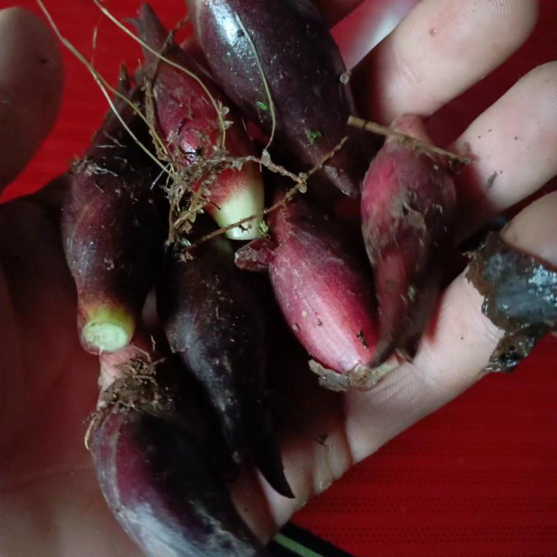 阳荷姜，别名野良姜，野姜，天然绿色无公害食品。