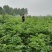 精品白芷产地直发量大从优诚信合作欢迎来电咨询