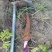 精品白芷产地直发量大从优诚信合作欢迎来电咨询