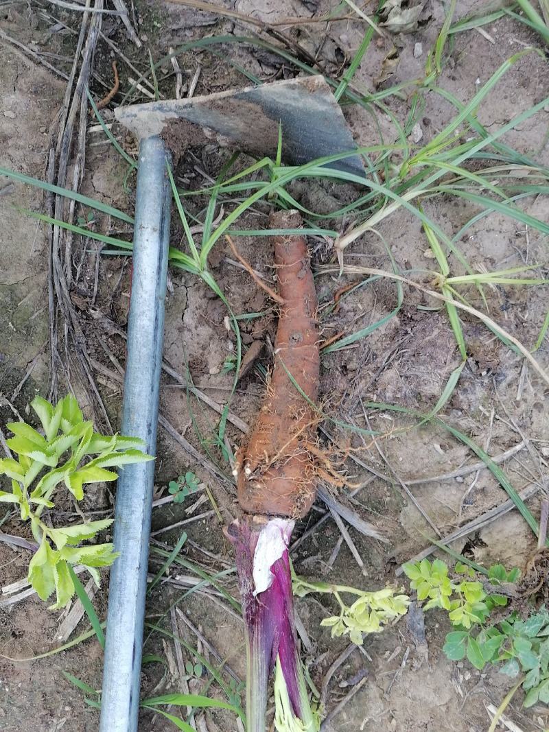 精品白芷产地直发量大从优诚信合作欢迎来电咨询