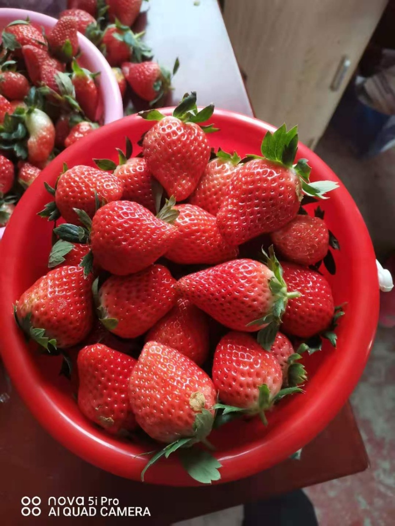 妙香七号草莓苗脱毒隋珠草莓苗法兰地甜查理黔莓一号草莓苗