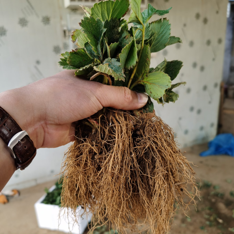章姬草莓苗脱毒章姬草莓苗甜宝草莓苗根系发达无病害