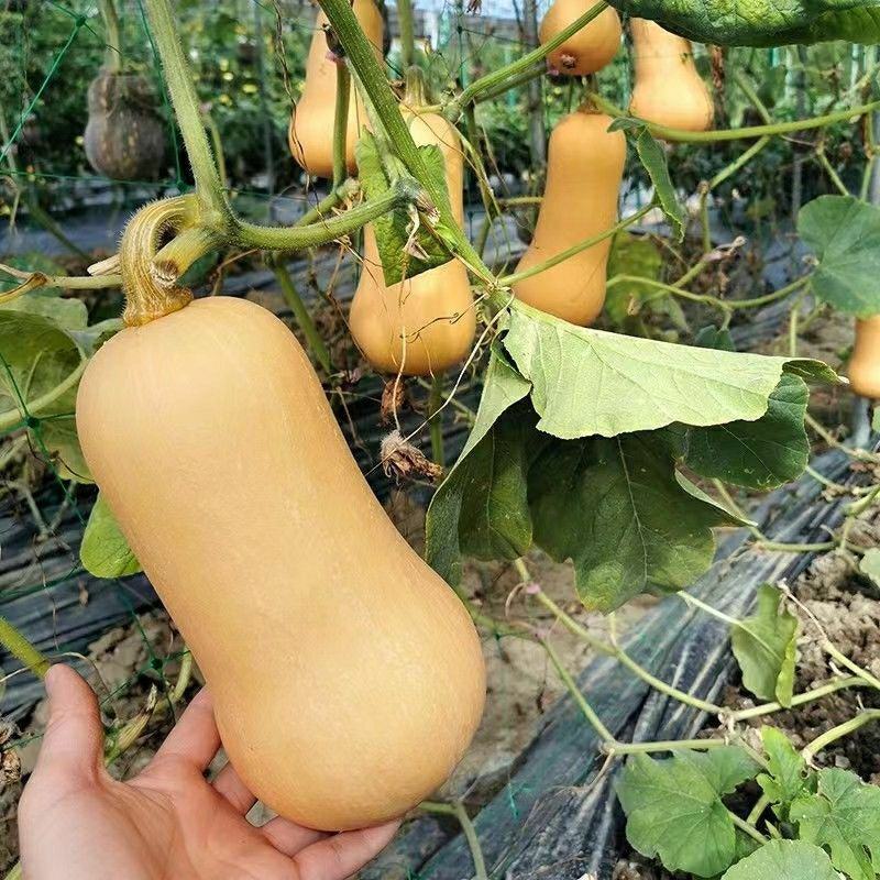 卡其蜜如意奶油南瓜种子一代杂交甜糯蜜本南瓜种子香芋甜南瓜