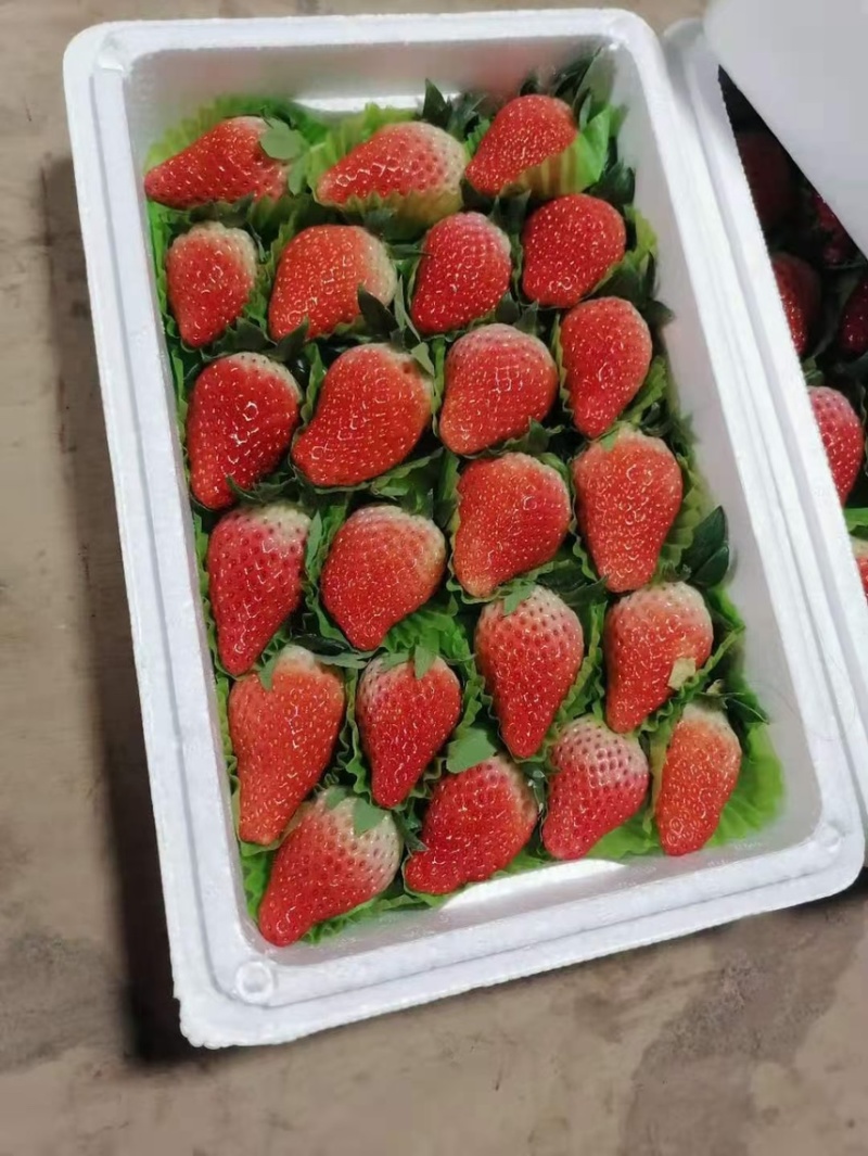 章姬草莓苗脱毒章姬草莓苗甜宝草莓苗根系发达无病害